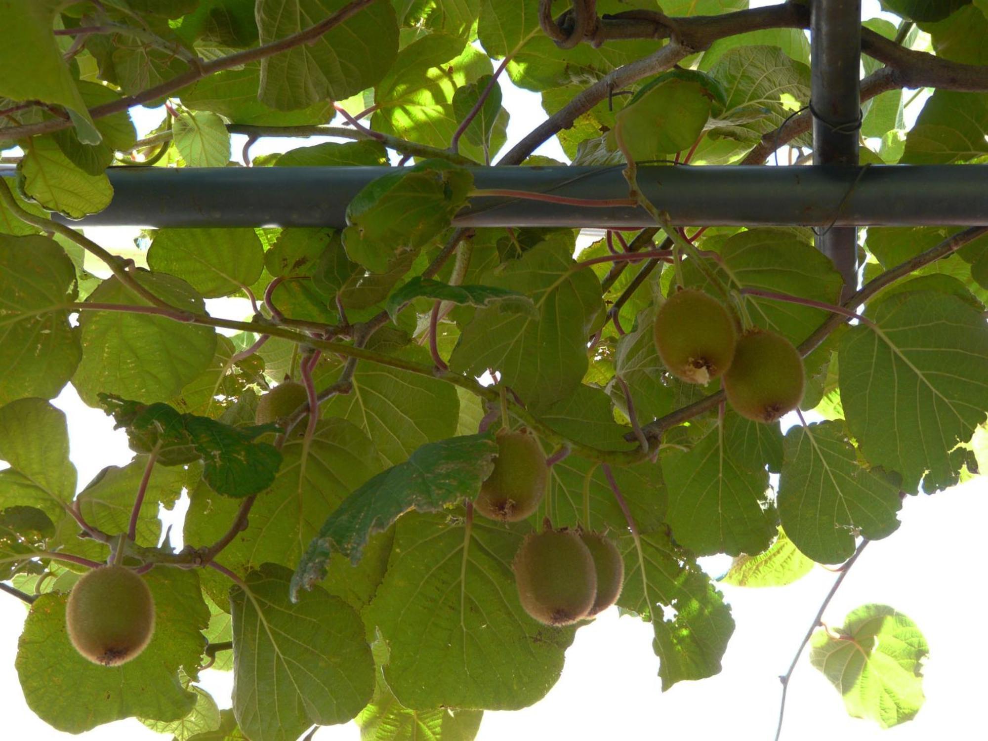 Apartamentos Rurales El Prado ピノフランケアド エクステリア 写真